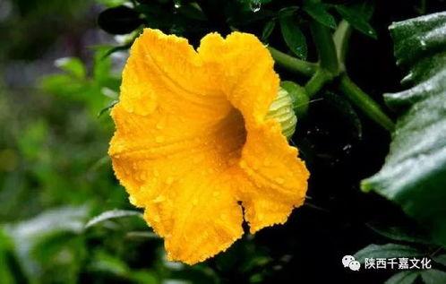 花花娱乐带你吃瓜,花花娱乐带你揭秘娱乐圈最新“吃瓜”事件  第2张