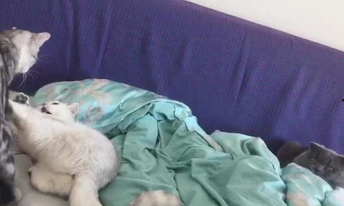 喵喵吃瓜娱乐,揭秘娱乐圈那些不为人知的幕后故事  第2张