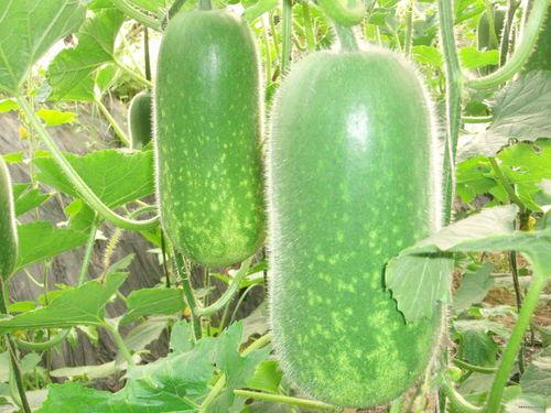 娱乐吃瓜酱小冬瓜视频,揭秘娱乐圈幕后故事  第2张